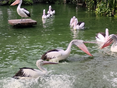 A vibrant scene of multiple Australian pelicans swimming gracefully in a green-colored lagoon, with one bird perched on a wooden platform. The photo captures the birdsâ distinct loの写真素材