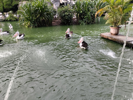 A vibrant scene of multiple Australian pelicans swimming gracefully in a green-colored lagoon, with one bird perched on a wooden platform. The photo captures the birdsâ distinct loの写真素材