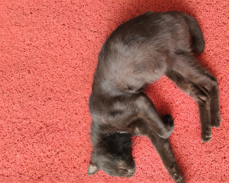 A black cat peacefully lying on a red textured mat, captured from above. The image highlights the catâs relaxed posture and the contrasting colors between its dark fur and the vibrの写真素材