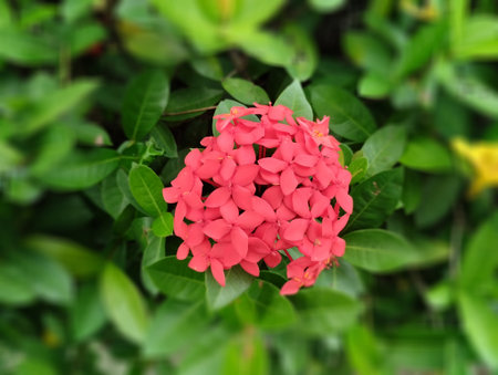 A vibrant close-up of a red Ixora flower cluster blooming among lush green leaves in a garden. The soft background blur highlights the delicate petals and natural texture, creatingの写真素材