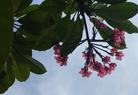 A serene upward view of pink frangipani (plumeria) flowers blooming amidst lush green leaves with a soft blue sky in the background. Captured from a low angle, this natural composiの写真素材