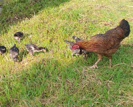 A close-up outdoor scene of a brown mother hen guiding her small black chicks as they forage on fresh green grass. The natural lighting and earthy tones highlight the nurturing behの写真素材