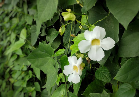 A close-up shot of two beautiful, blooming white flowers growing on a lush, green climbing vine. The flowers feature five petals and a subtle yellow center, contrasting beautifullyの写真素材
