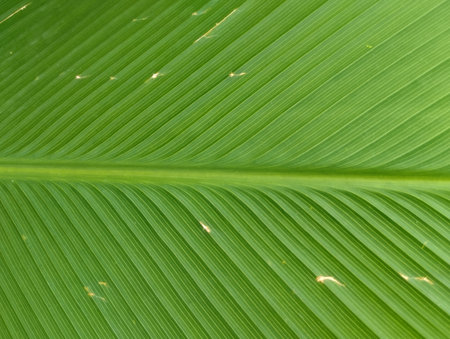 A detailed close-up shot of large, vibrant green tropical leaves, likely Calathea lutea or a similar broad-leaf plant. The image captures the natural texture, parallel venation,の写真素材