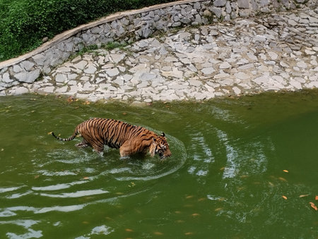 A powerful Bengal or Sumatran tiger (Panthera tigris) wading through green water in its enclosure or natural habitat, with lush green foliage and stone retaining walls in the backの写真素材