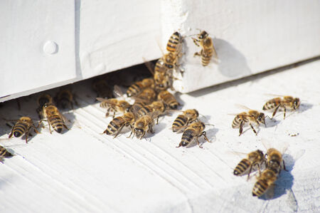 Bees entering the hiveの写真素材