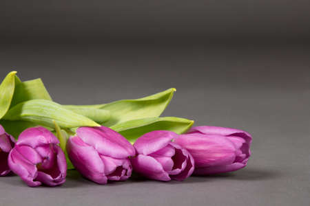 beautiful violet tulips over grey backgroundの写真素材
