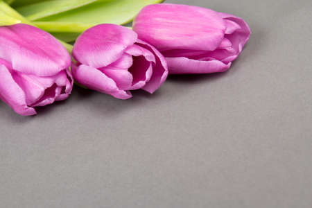 beautiful purple tulips over grey backgroundの写真素材