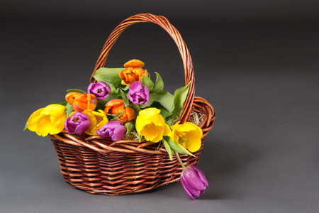 basket with tulip flowers over grey backgroundの写真素材