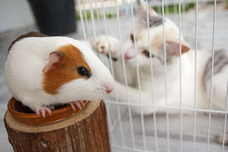 white cat in cage playing with mouse