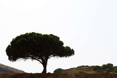 big tree silhouette over white sky in Greece