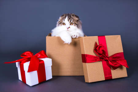 christmas or birthday concept - cute young british cat sitting in gift box over grey backgroundの写真素材