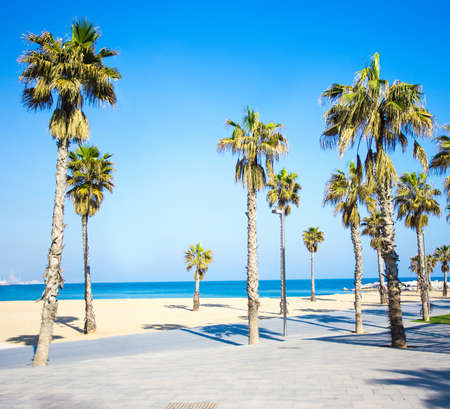summer background - promenade, beach, palms and blue skyの写真素材