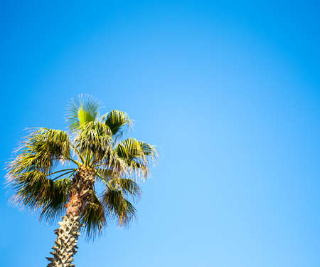 travel concept - palm tree over clear blue skyの写真素材
