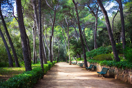 summer green park with benches and big pine treesの写真素材