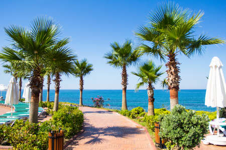 summer vacation and travel concept - promenade, with palms on the beachの写真素材
