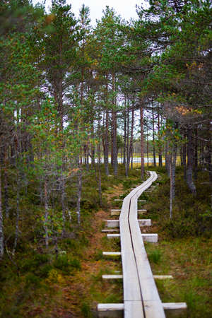 wooden boardwalk through beautiful autumn forest and swampの写真素材