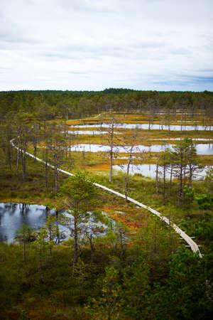 wooden boardwalk through forest and swamp - Viru raba place in estonian national park Lahemaaの写真素材