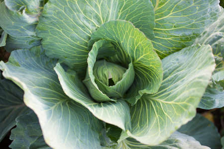 close up of big cabbage in the gardenの写真素材