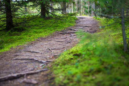 hiking concept - walking trail in forestの写真素材