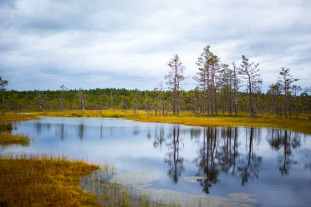 beautiful view of swamp lake in autumn forest