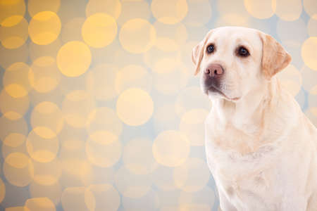 cute dog golden retriever over christmas background with lightsの写真素材