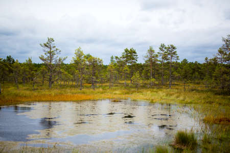 swamp lake in autumn forestの写真素材