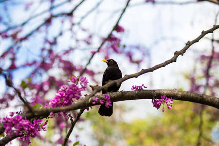 close up of black bird with golden beak sitting on the tree in summer parkの写真素材