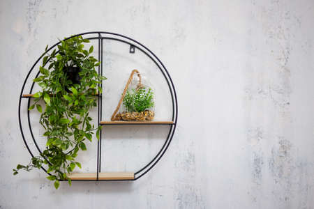 shelf with houseplants over grey concrete wall background with copy spaceの写真素材