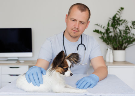 Sick little dog on medical table while veterinarian in uniform and gloves checking his fur and skin during examinationの写真素材