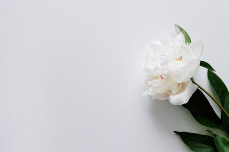 Beautiful single white peony on white with copy spaceの写真素材