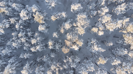 Aerial view of the winter forest of pines in the morningの写真素材