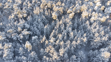 Top view of the winter forest of pines in the morningの写真素材