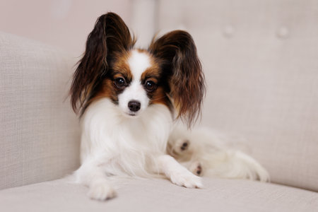 Little tricolor funny papillon dog lying on sofaの写真素材