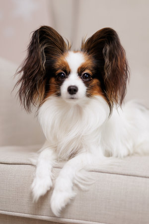 Little tricolor papillon dog with big ears lying on beige sofaの写真素材