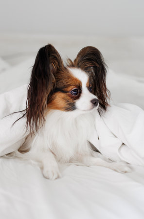 Papillon dog on bed under white blanketの写真素材