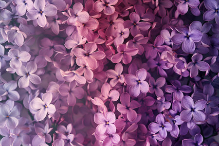 Pink and lilac flowers background with copy space for textの素材
