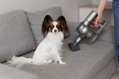 cute papillon dog sitting on the couch and woman cleaning sofa with modern vacuum cleanerの写真素材