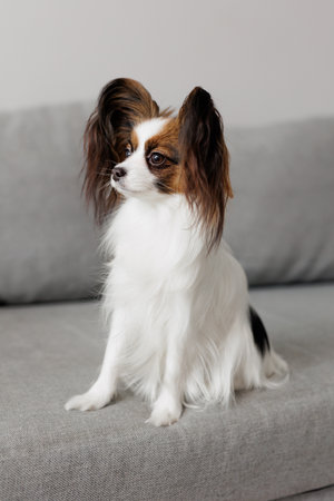 cute papillon dog sitting on the sofa at homeの写真素材