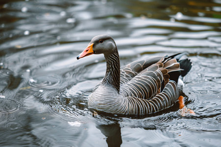 grey goose with orange beak swimming in water in parkの素材