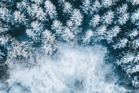 top view of white snow and forest on background in winterの素材