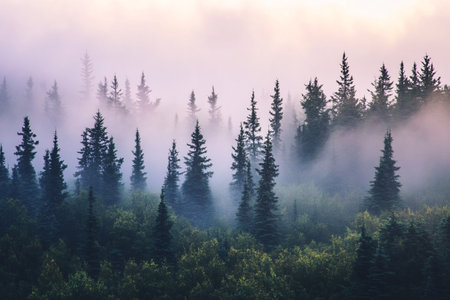 top view of forest in the fog with copy spaceの素材