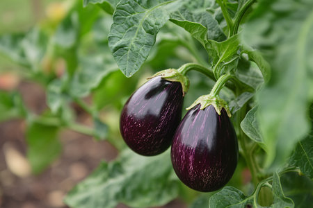 close up of two aubergines growing in the gardenの素材