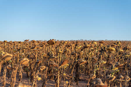 infinite girasolesの写真素材