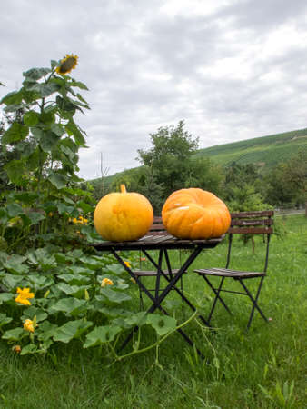 two huge yellow pumpkins just gathered, resting on outdoor table with chair in open countryside. Laterally pumpkins and sunflower plants, green hills and cloudy sky.の写真素材