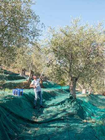 farmer performs the grinding operation of the olives on the use of electric knobs in a terraced countryside in liguria in Italy. Green nets stretched over the bands and olive trees. Clear sky.の写真素材