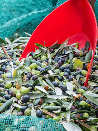 Harvest the olives from the net after the baking stage, with the help of a red palette, before bringing it to the crusher for squeezing and producing extra virgin olive oilの写真素材