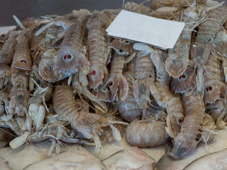 mantis shrimps (cicadas) close-up on the bench of the fish market. The mantis shrub has a pearly white-grayish color, with two characteristic purple spots on the tail that resemble a pair of eyes.の写真素材