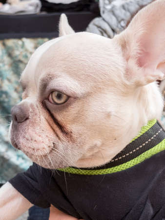 Close-up albino french bulldog breed dog puppy. Wearing black onesie with green edge.の写真素材