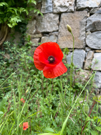 Vivid Red Poppy Blooming Against Rustic Stone Wall in Springtime